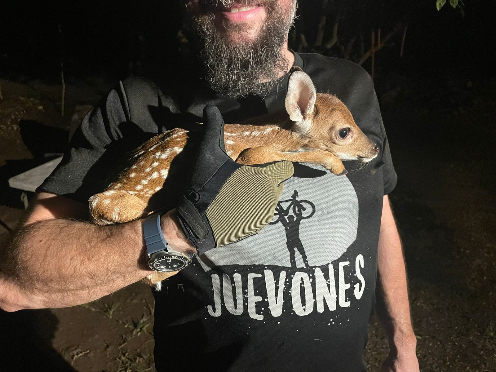 Baby Deer