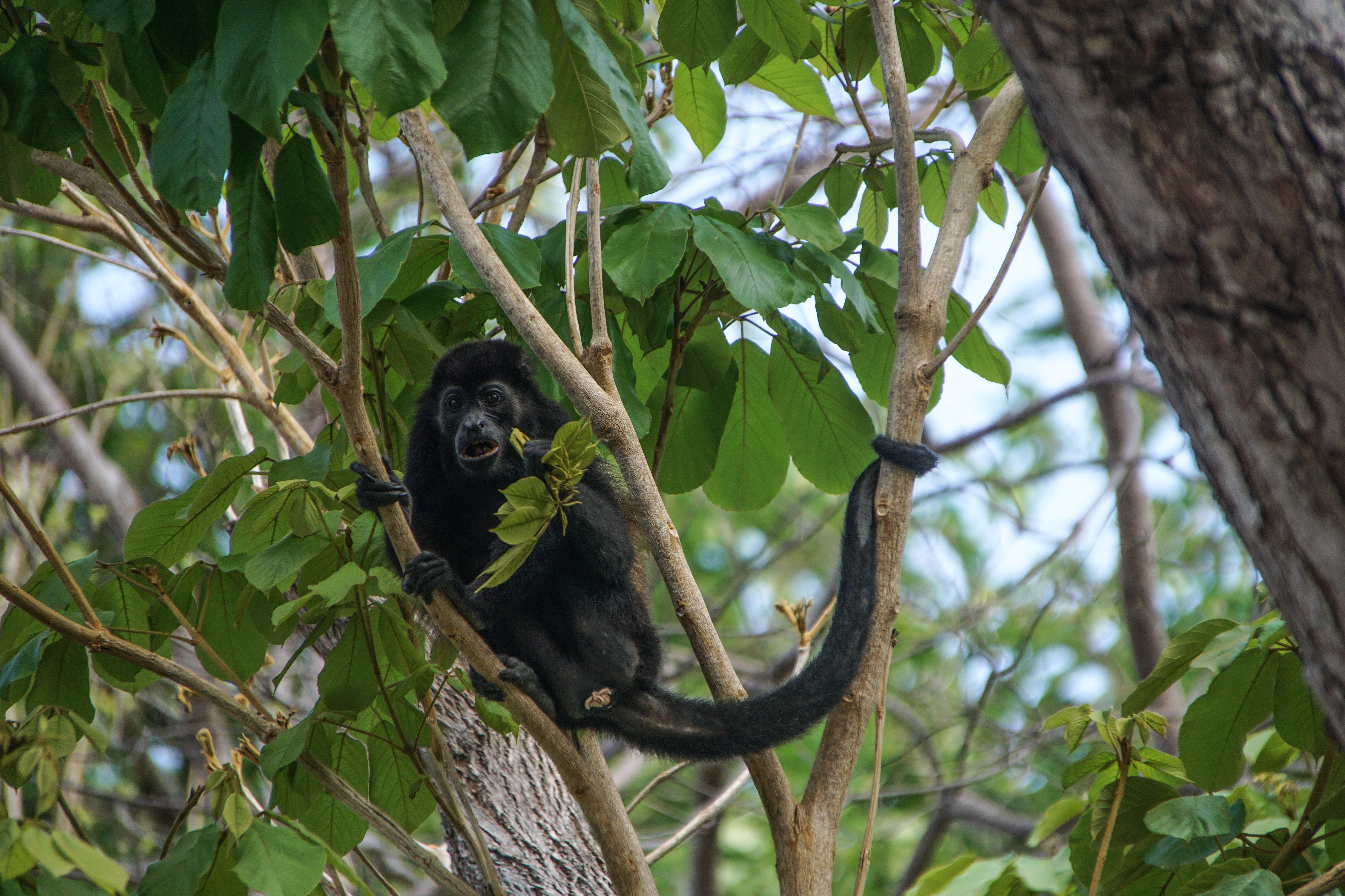 C Howler Monkey