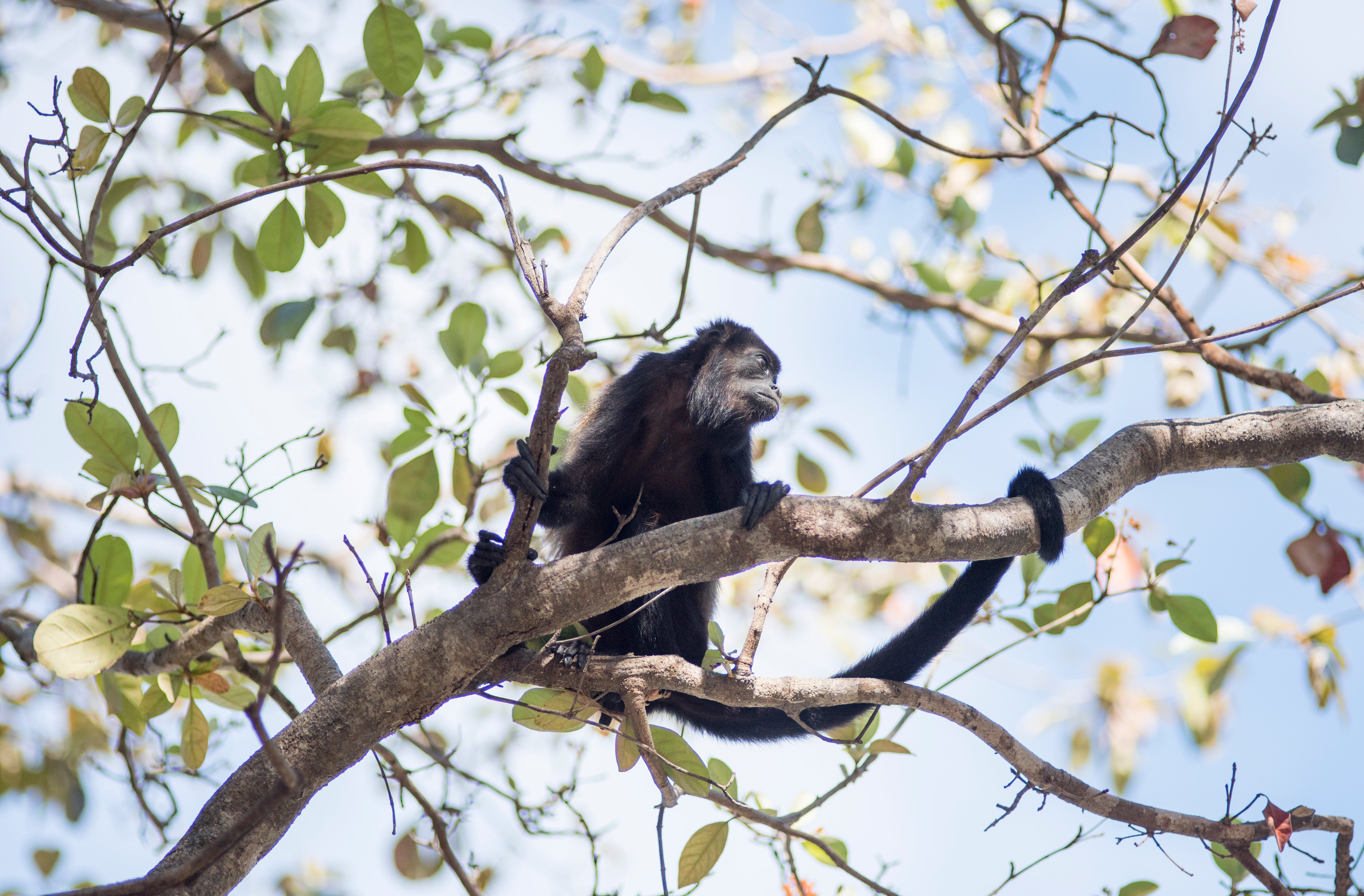 Howler Monkey
