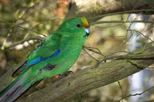 Image result for orange fronted parakeet