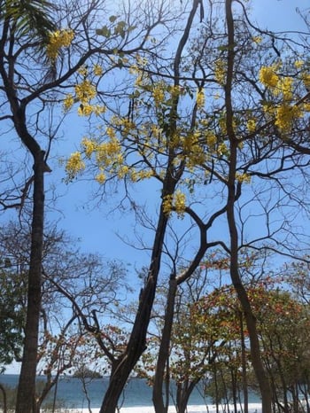 Tropical-Dry-Forest