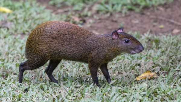 See Costa Rican Animals, Animals in Costa Rica, Where to see animals