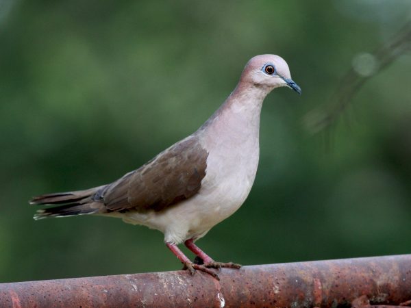 The White-Tipped Dove, Costa Rica Birds, Birds of Costa Rica