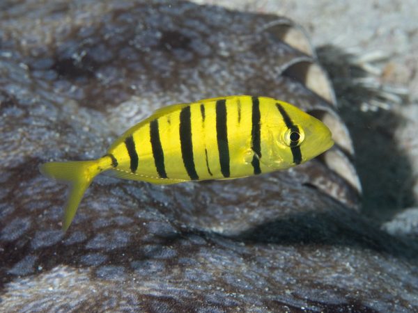 Fish in Costa Rica, Snorkel in Costa Rica, Scuba Dive Costa Rica