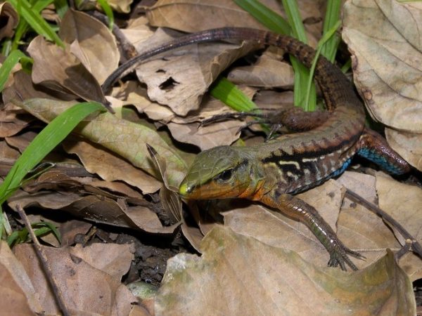 Reptiles in Costa Rica, Costa Rican Reptiles, Reptiles in Guanacaste