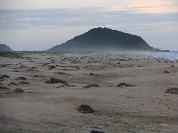 Arribadas, Baby Sea Turtles, Arrivals at Ostional