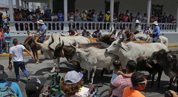 Las Fiestas, Costa Rica Rodeo, Rodeos in Costa Rica