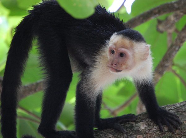 Monkeys in Costa Rica, Monkeys of Costa Rica, Capuchin Monkey