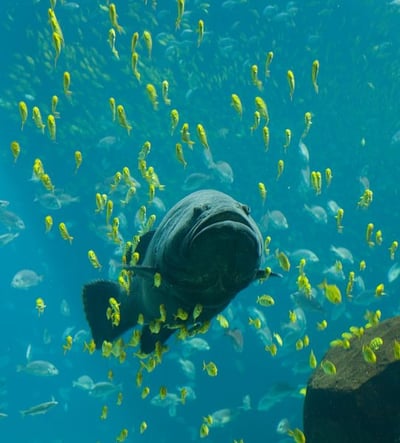Fish in Costa Rica, Snorkel in Costa Rica, Scuba Dive Costa Rica