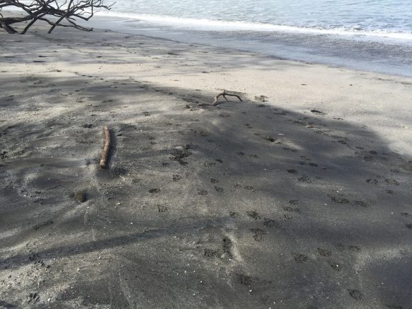 Animal Tracks Playa Danta