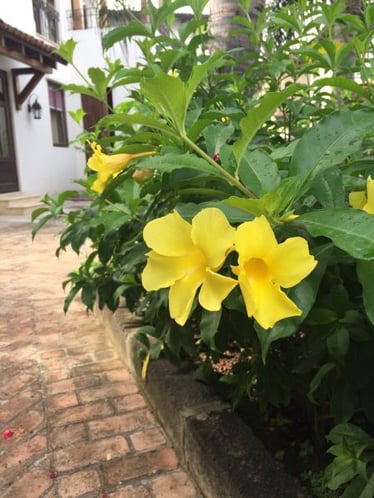Tecoma Stans, Yellow Trumpetbush, Flowers of Costa Rica