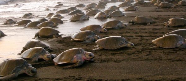 Baby Sea Turtles, Arribadas, Ostional