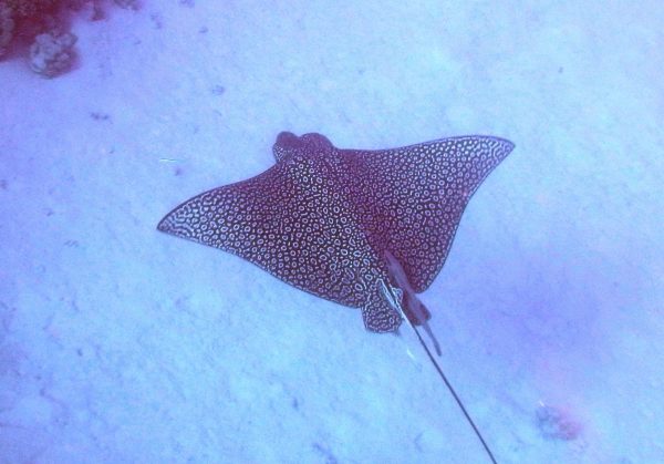 Eagle Ray, Freediving Course, Free Diving Costa Rica