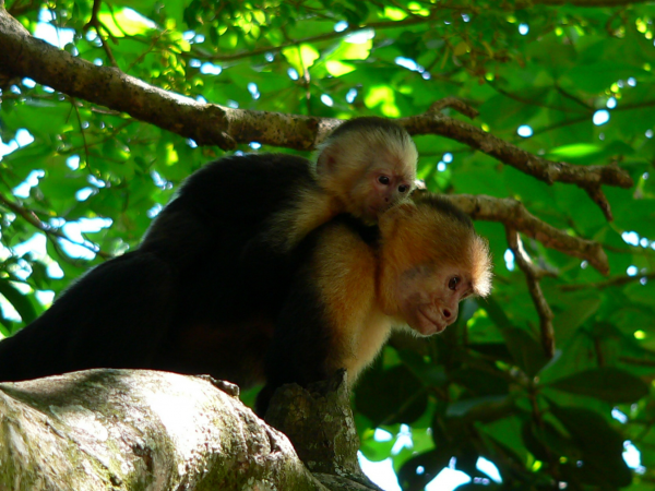 White Faced Capuchin Monkey, Baby Monkeys, Monkeys in Costa Rica
