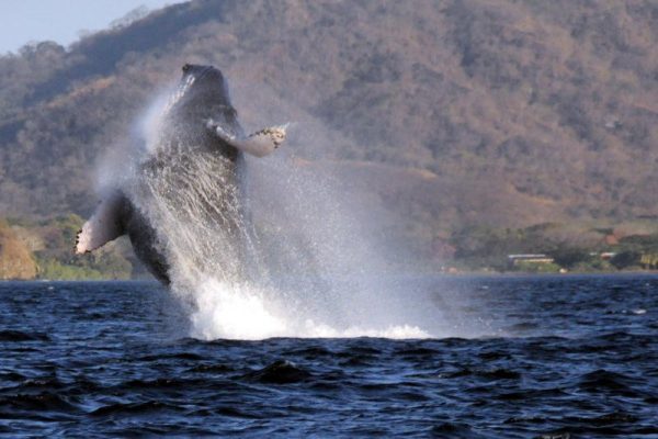 Whales in Costa Rica, Humpback Whales, Whale Watching