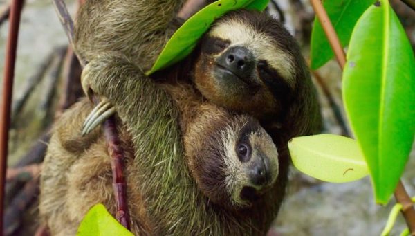 Baby Sloths, Where to See Sloths, Sloths in Costa Rica