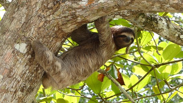 Sloths, Baby Sloths, How Slow are Sloths