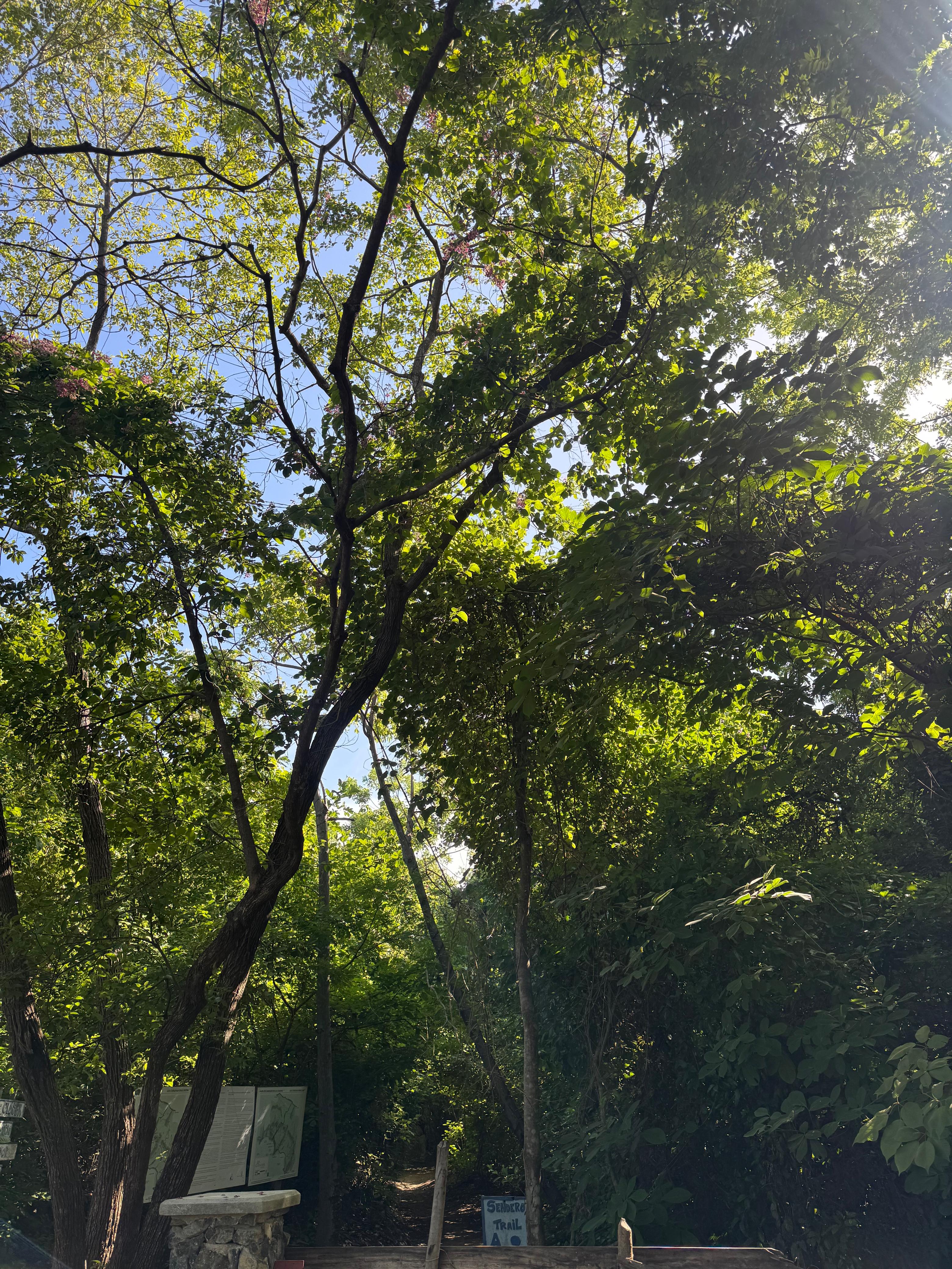 Jacaranda Las Catalinas