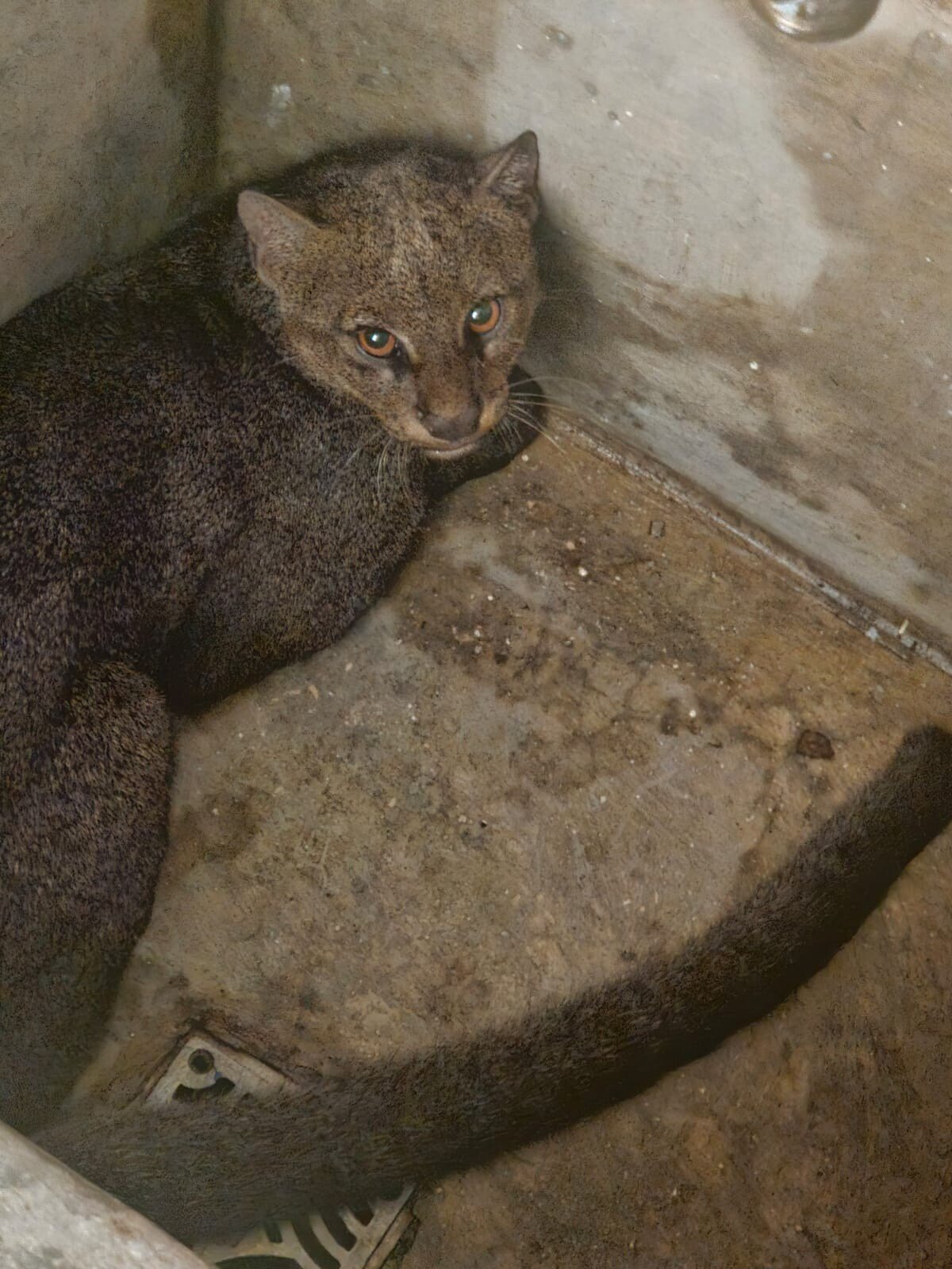 Jaguarundi en Las Catalinas Sales