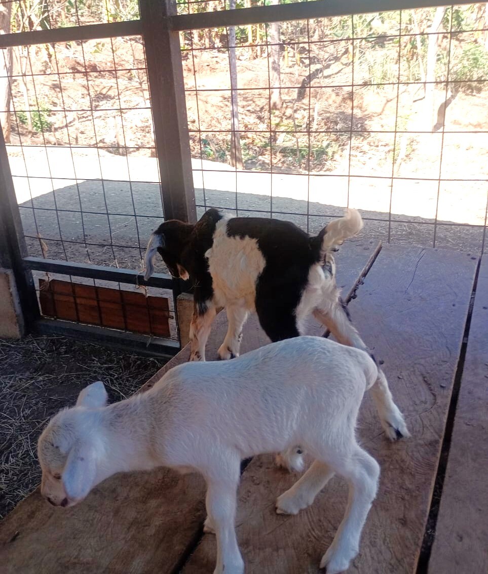 Malteada La Estancia