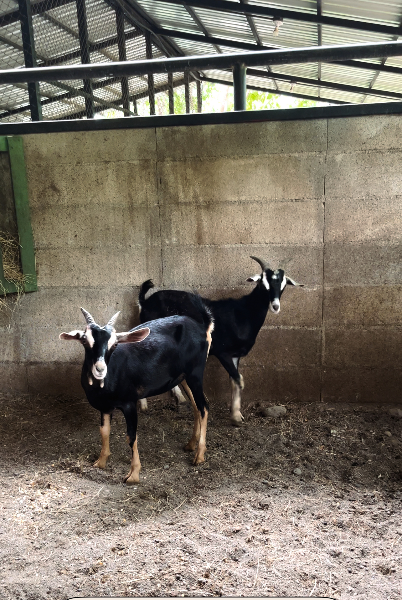 New Goats at La Estancia