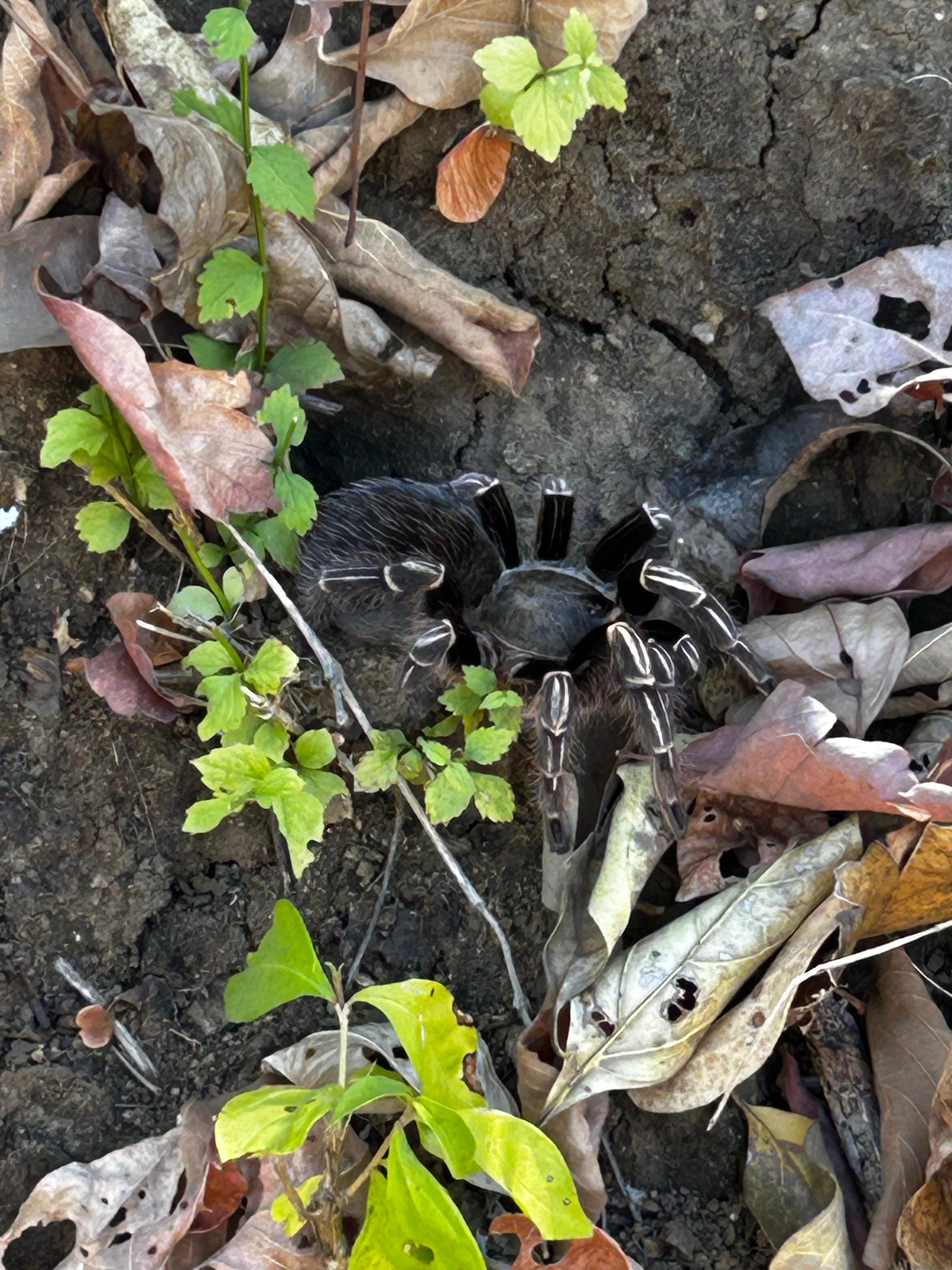 Tarantula at Las Catalinas