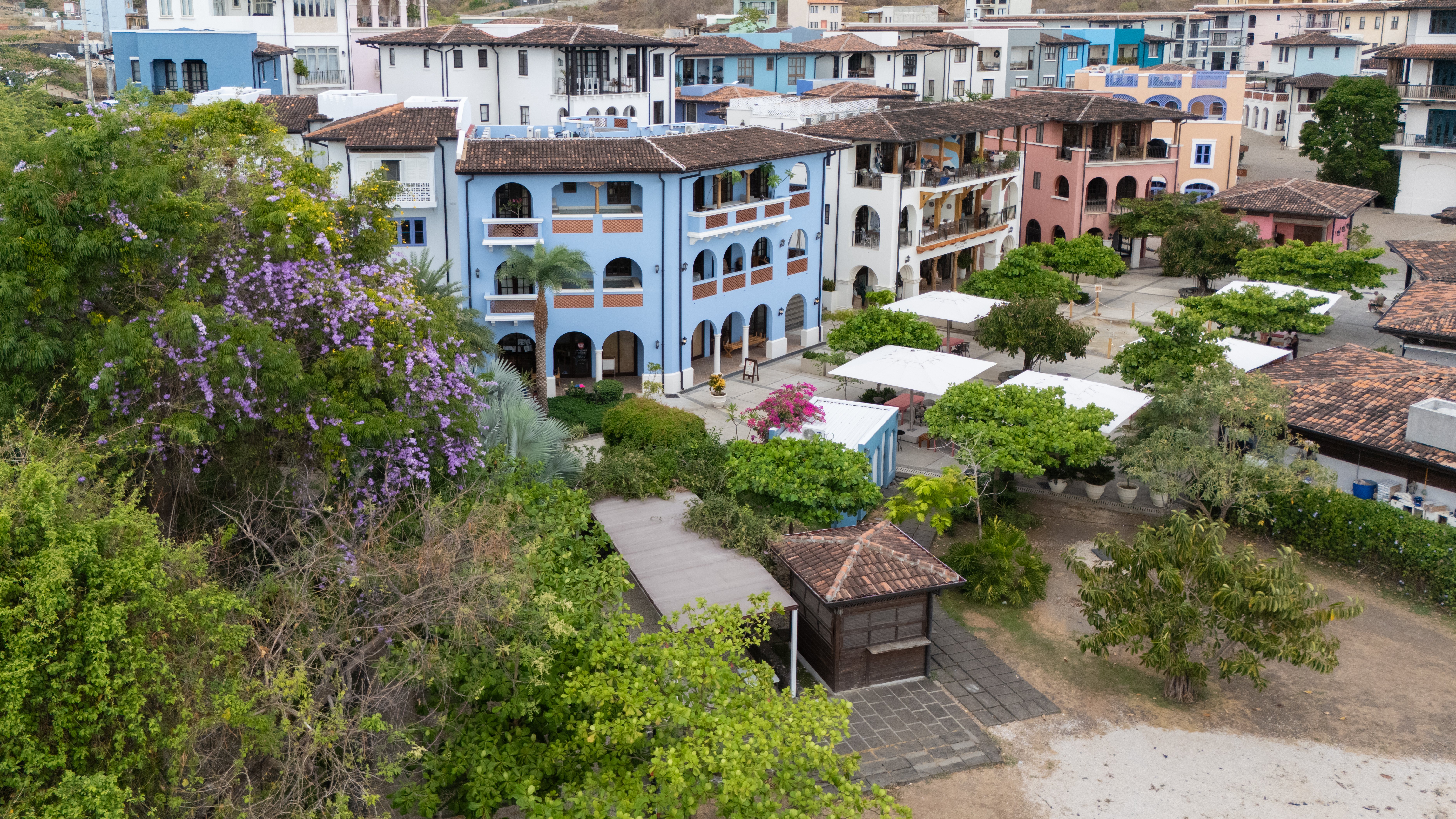 The Daily - Arboles morados-5