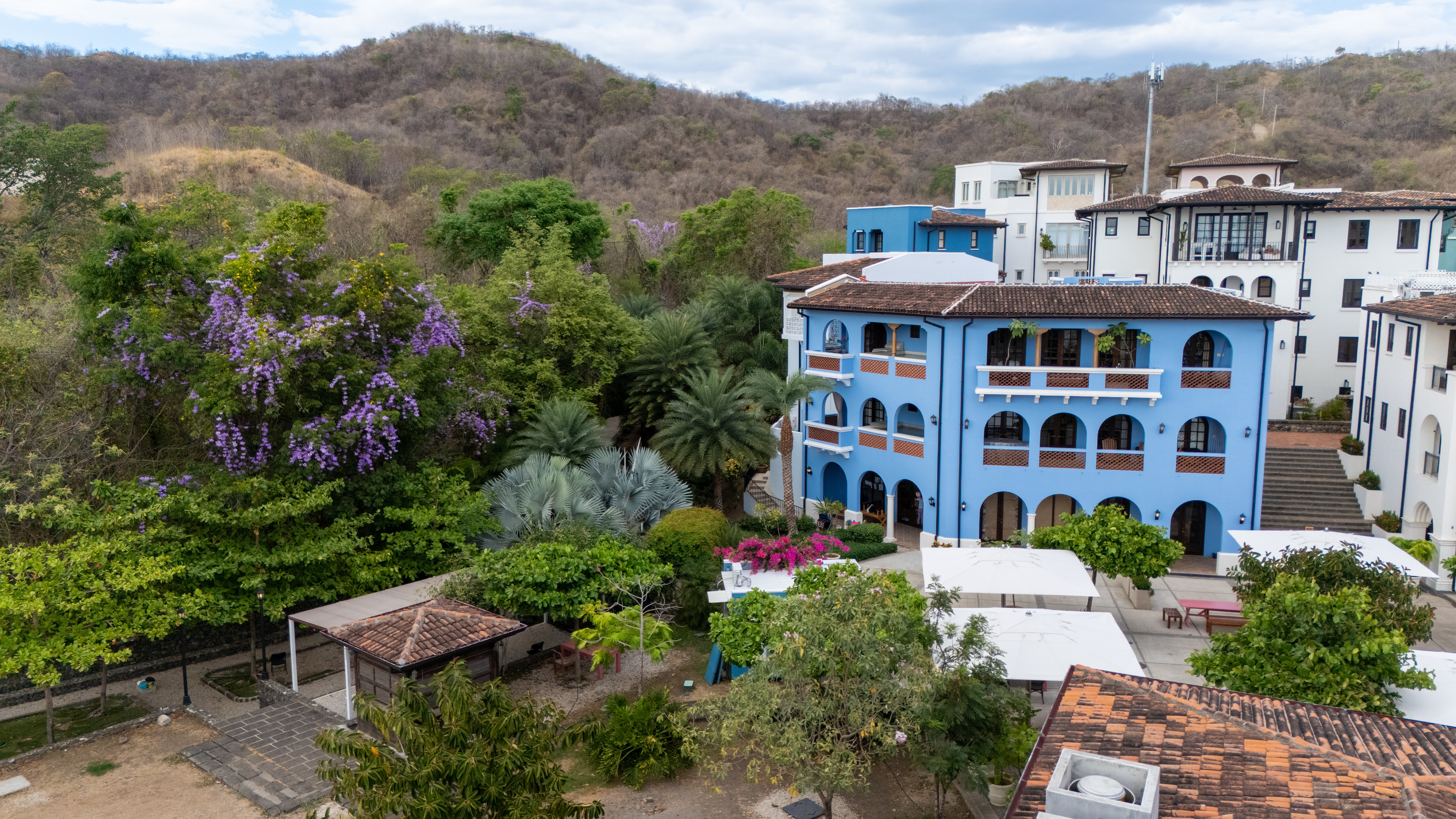 The Daily - arboles morados-3