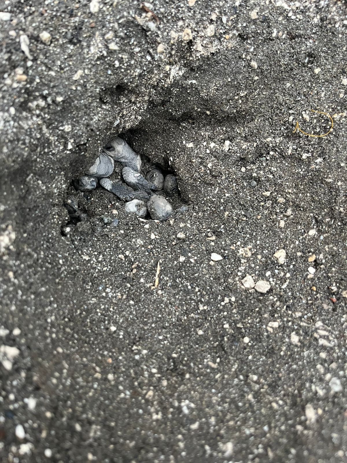 Tortugas Playa Potrero