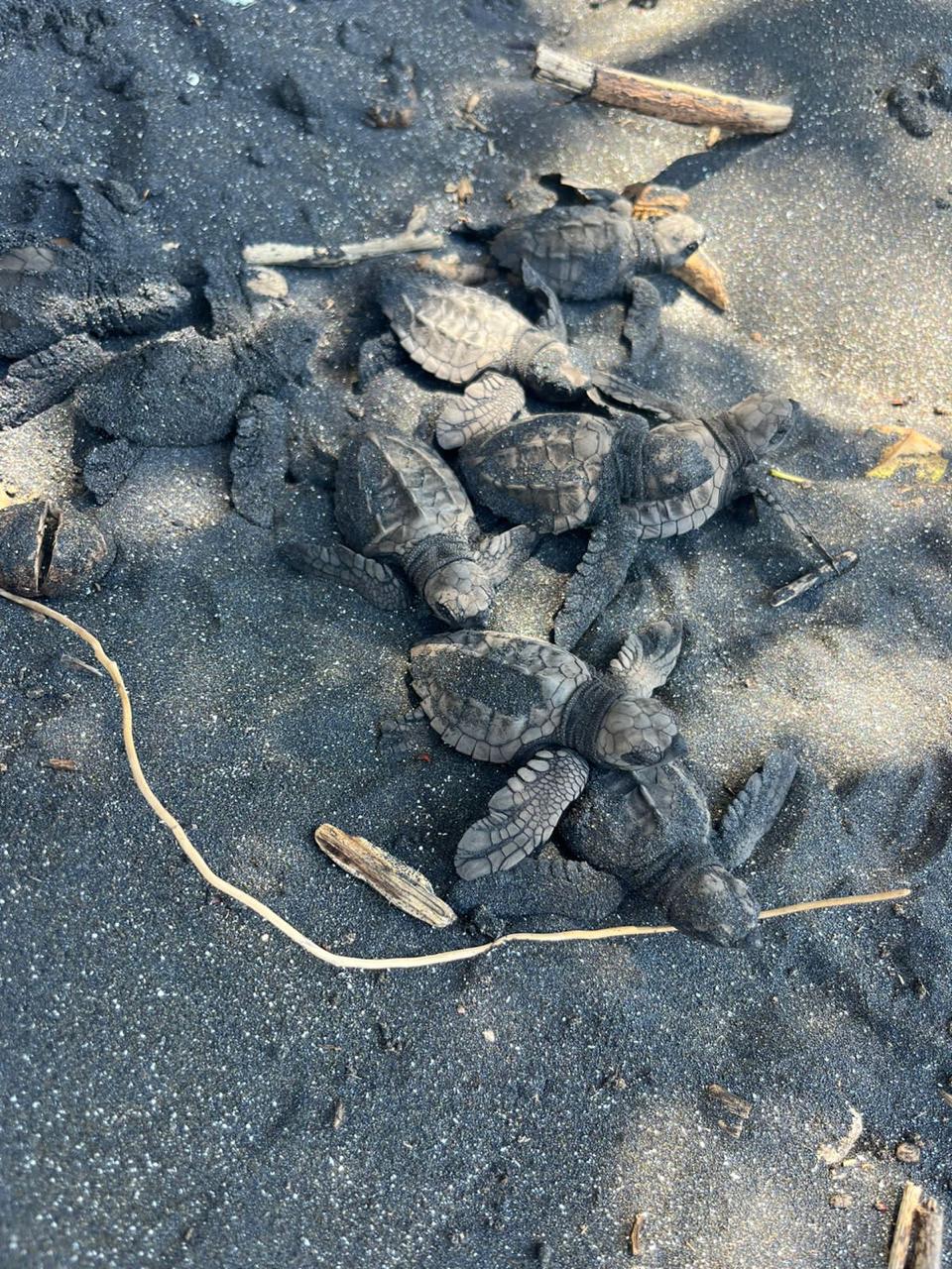 Tortugas en Playa Danta 2022 - 1