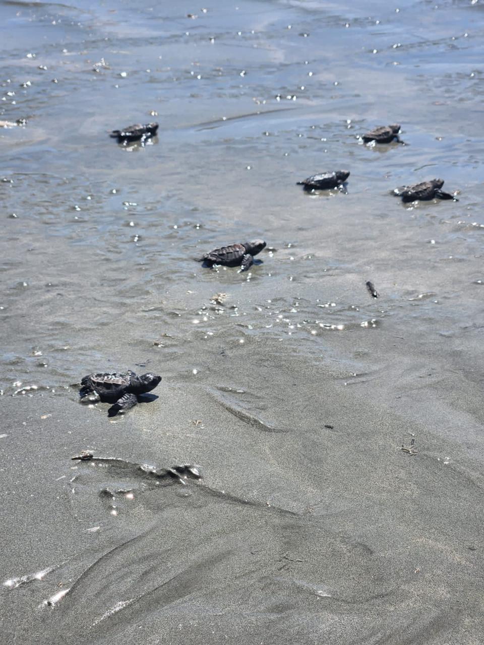 Tortugas en Playa Danta 2022 - 6