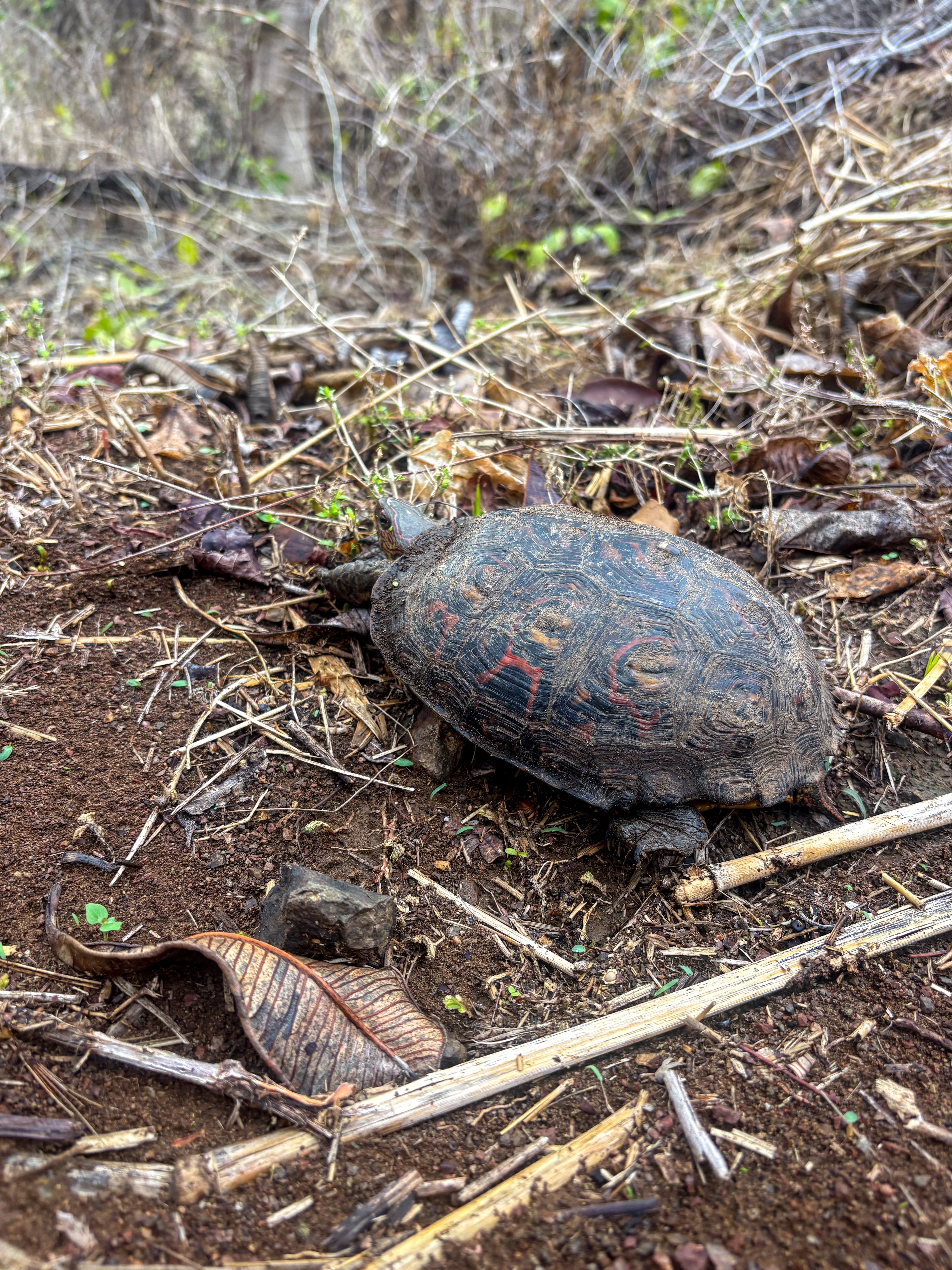 Turtle -1