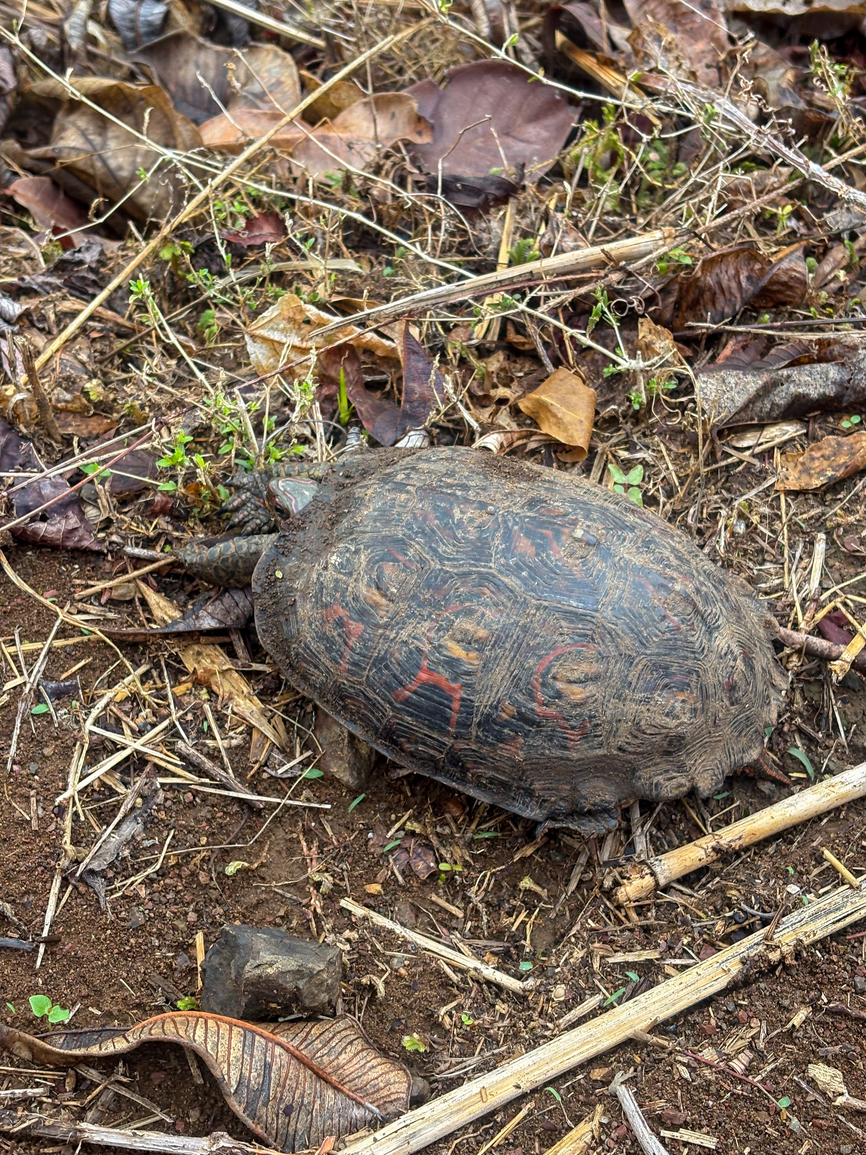 Turtle -4