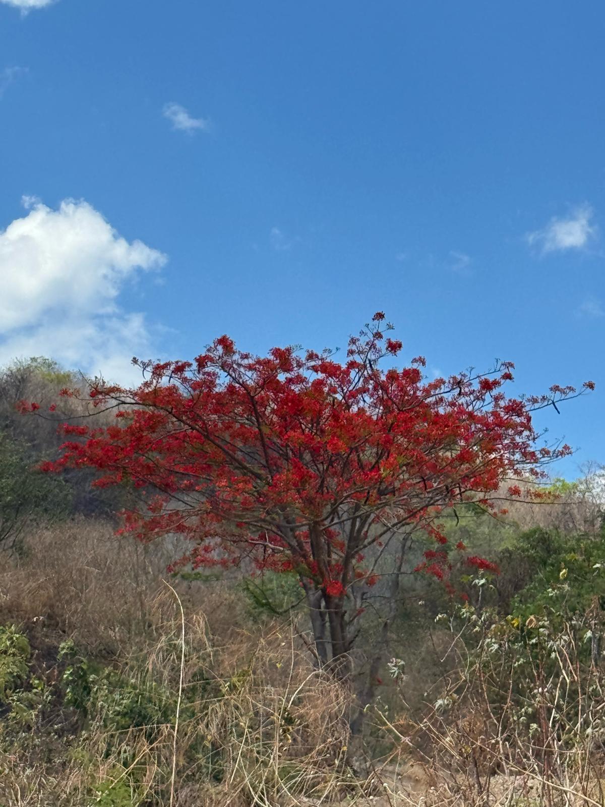 arbol rojo