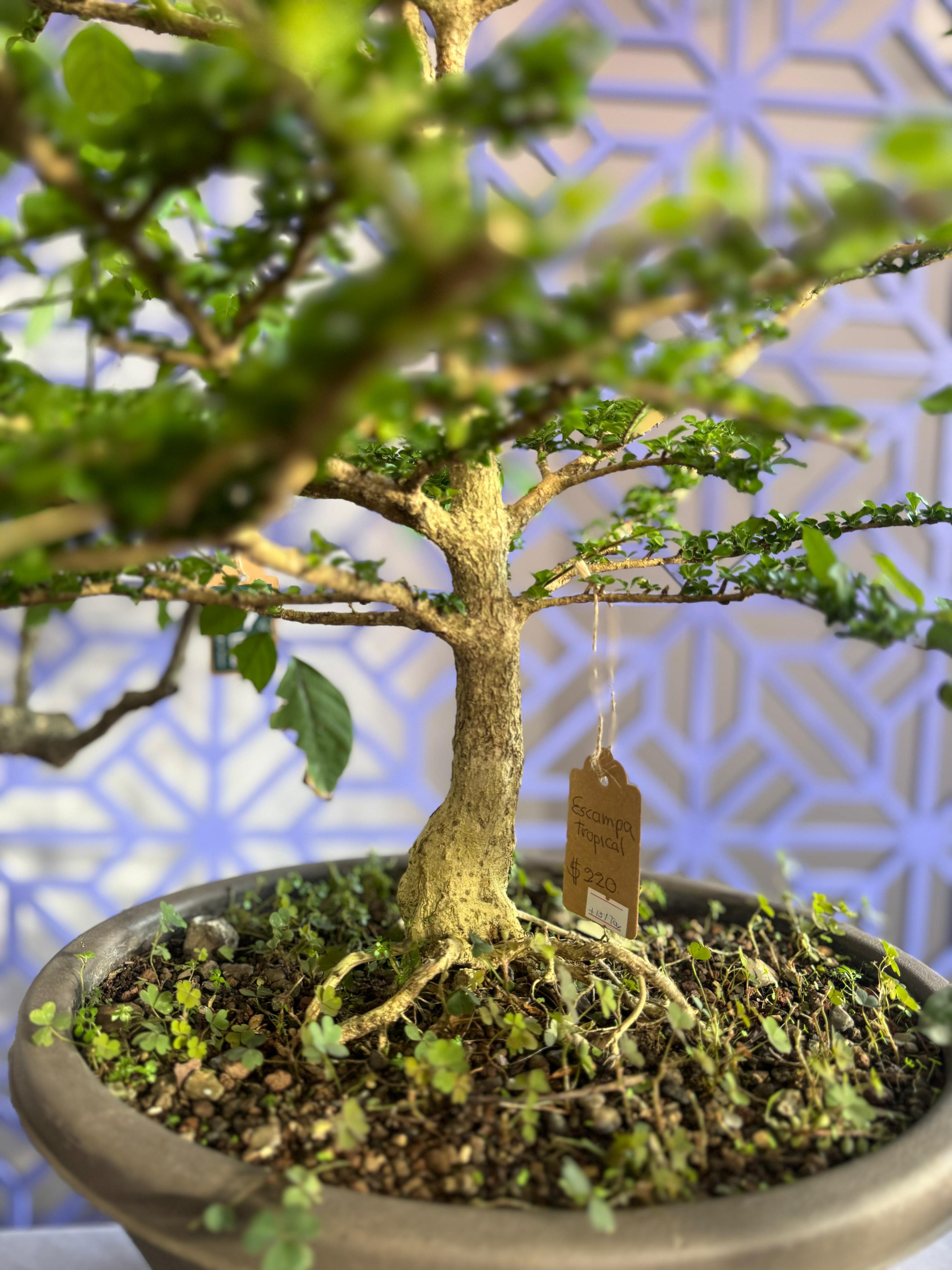 bonsai 5