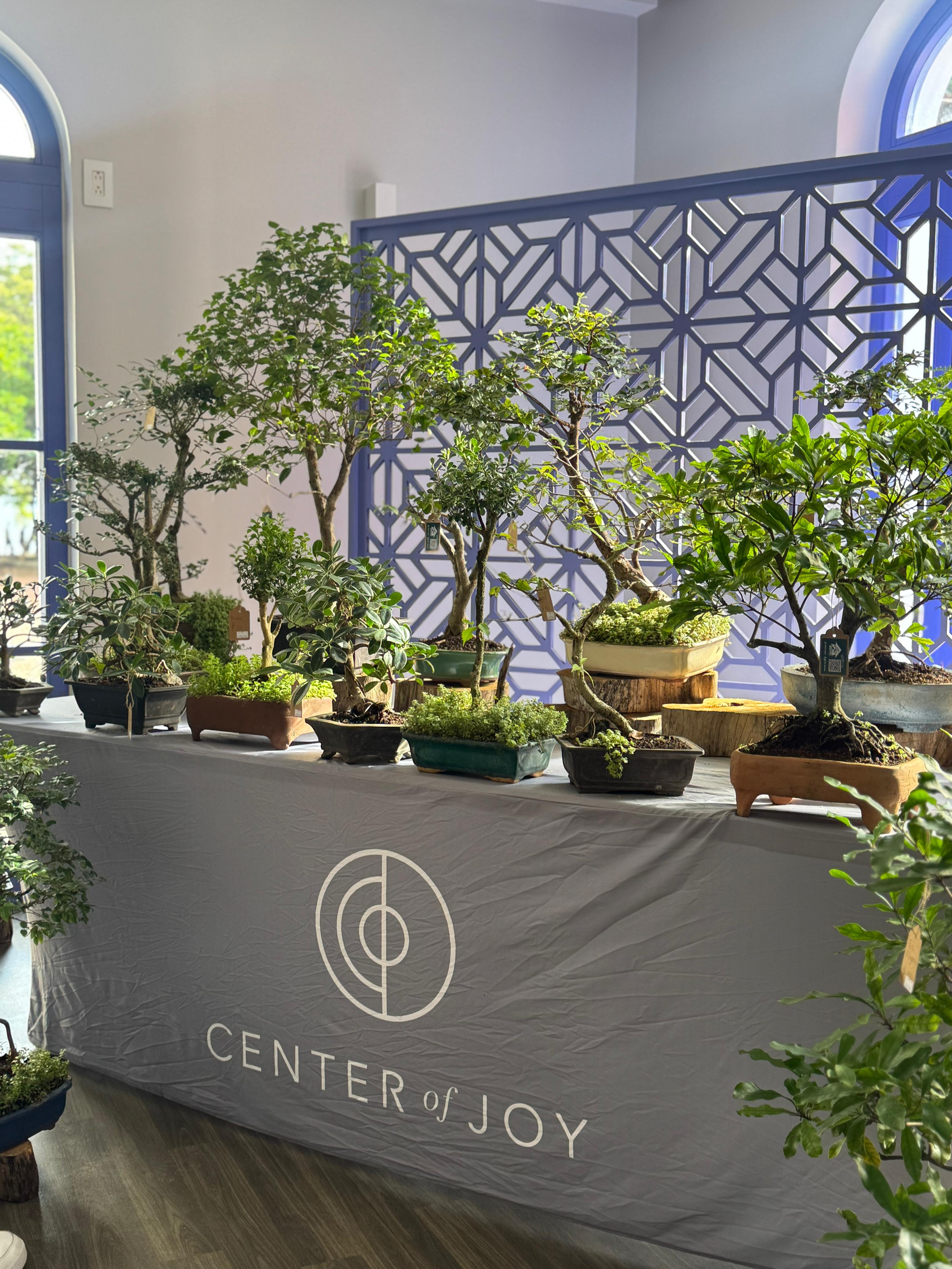 bonsai exhibition lAS Catalinas 