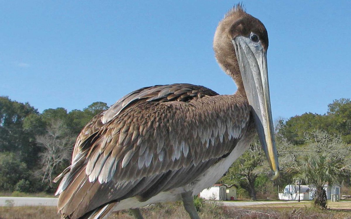 brown-pelican-pelecanus-occidentalis-guanacaste-costa-rica-1200x750