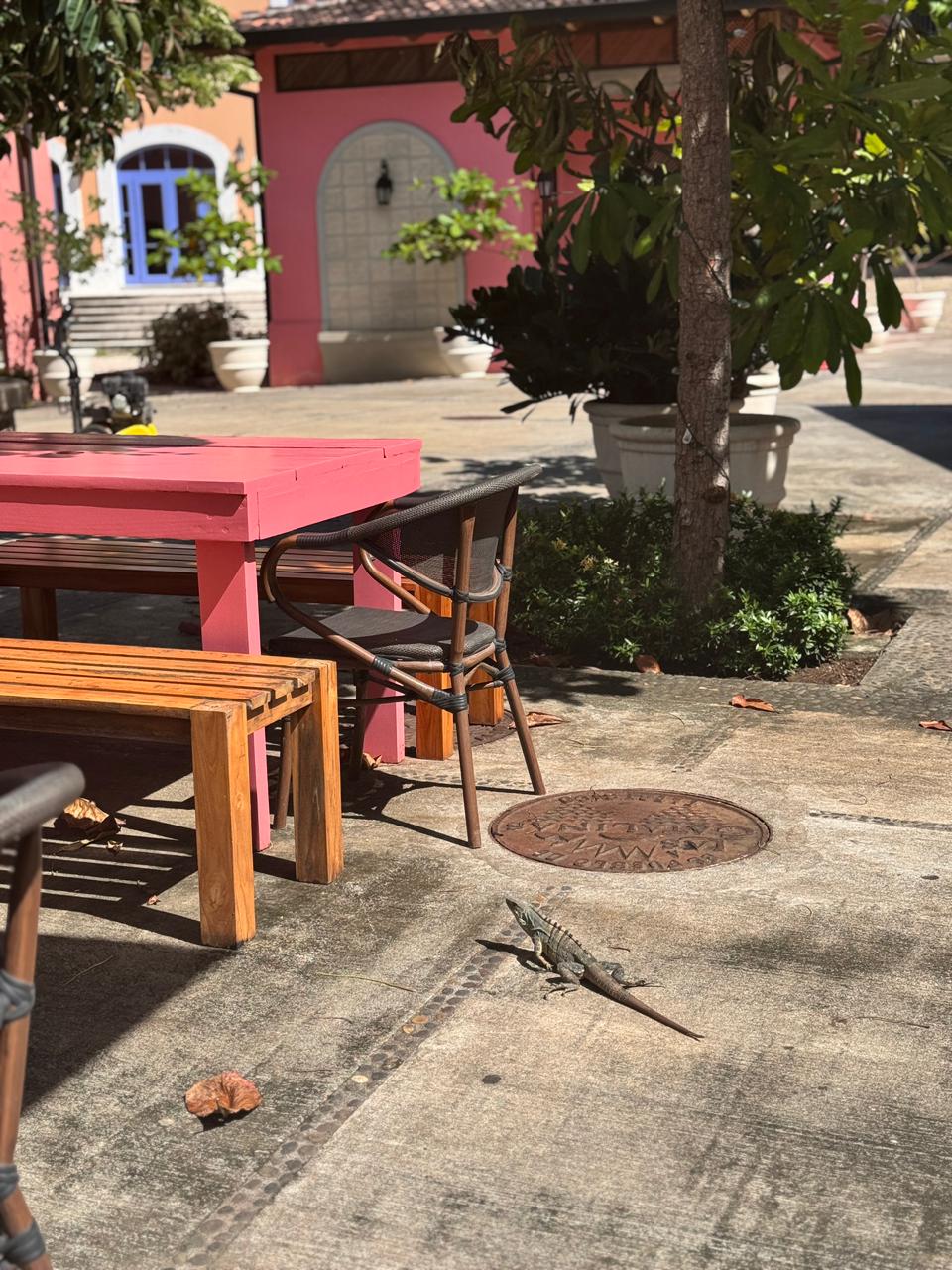 garrobo Plaza mercado