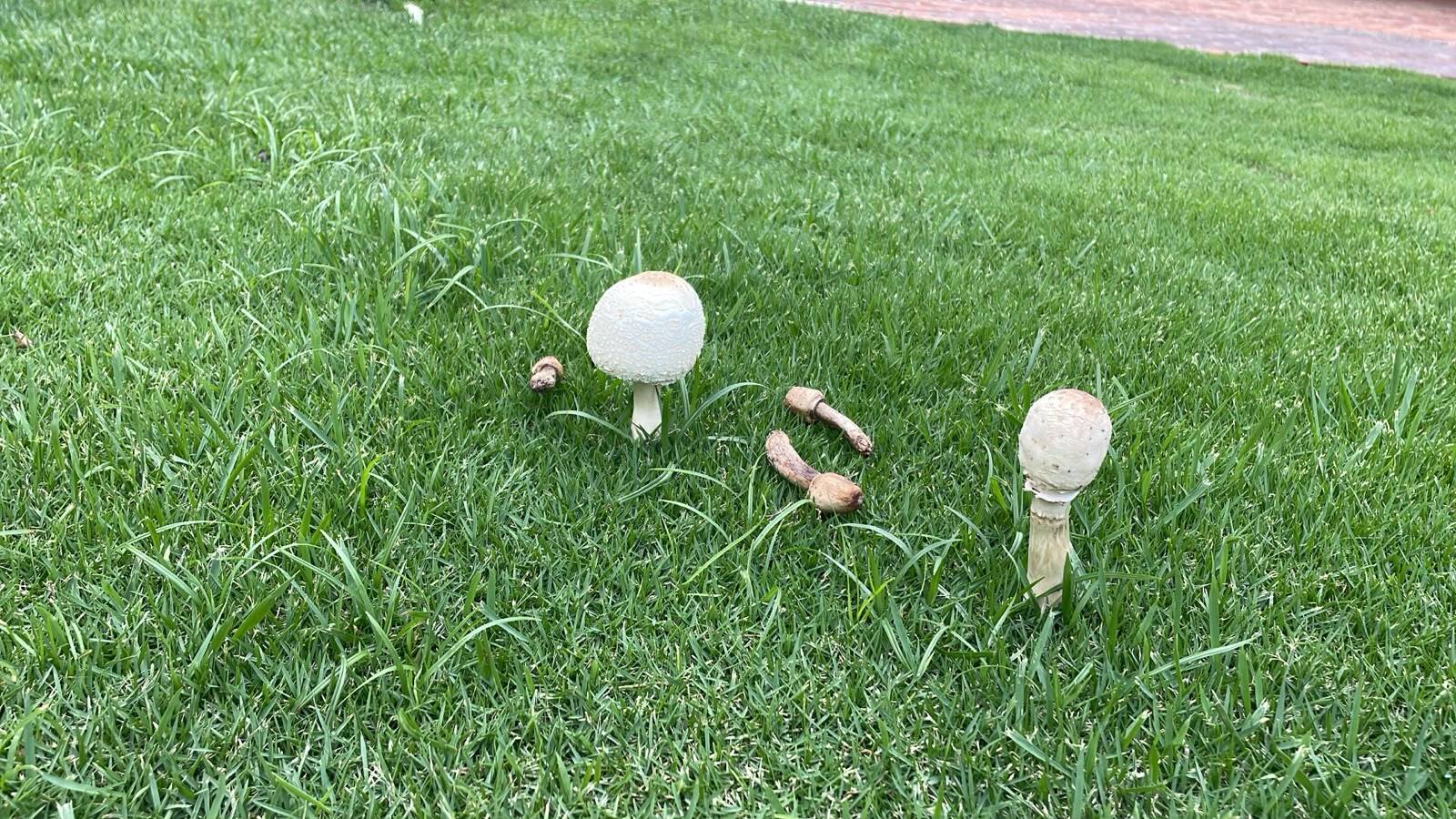 hongos