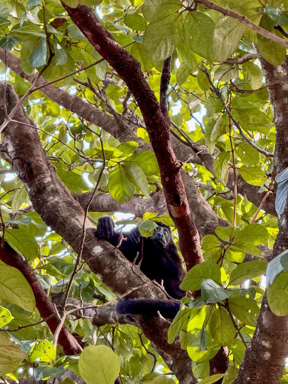 howler monkey 2