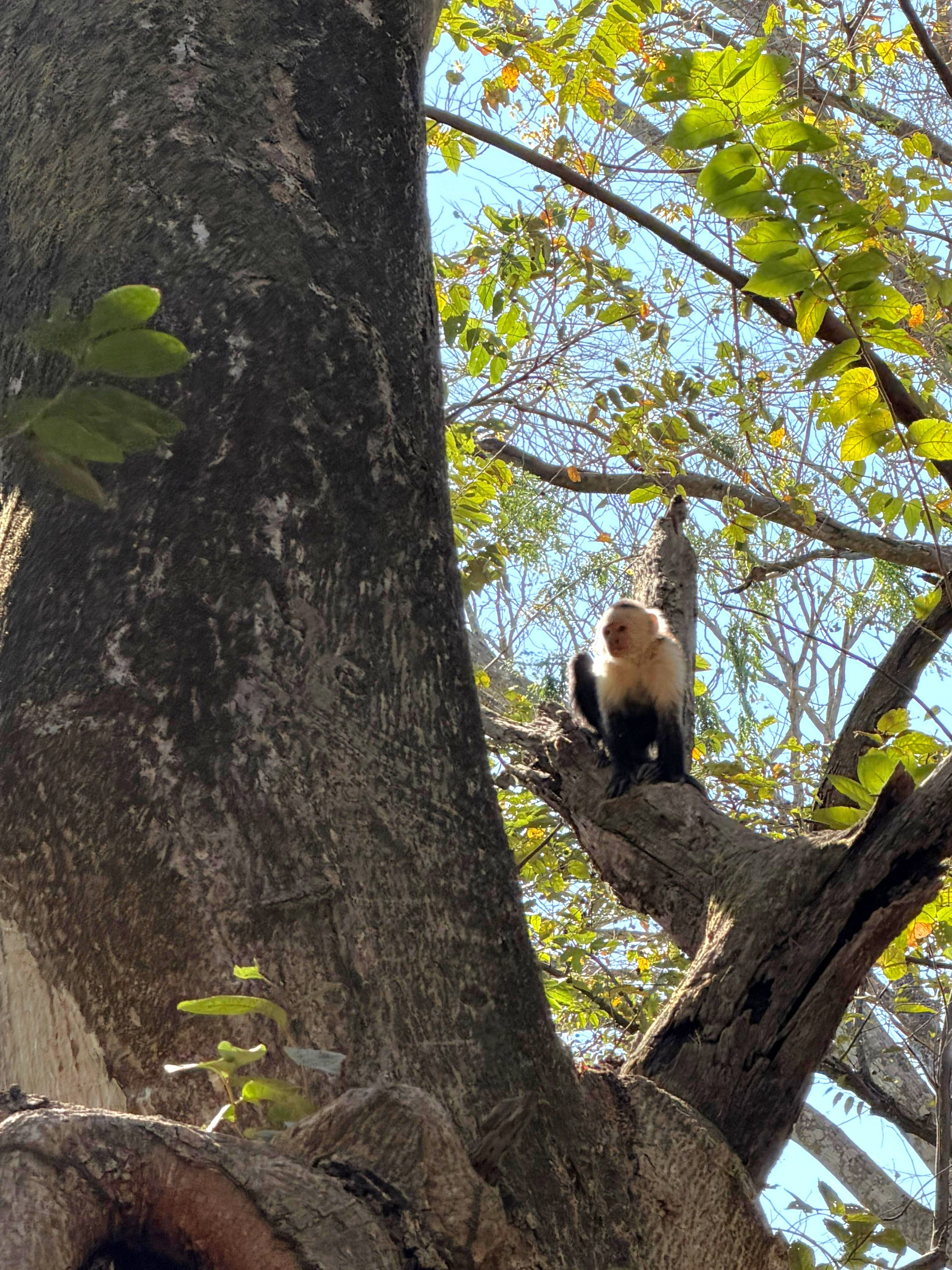 mono cariblanco sendero E