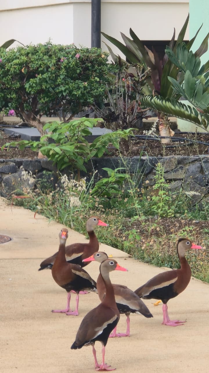 patos