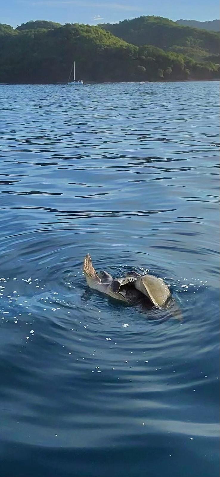 turtles mating