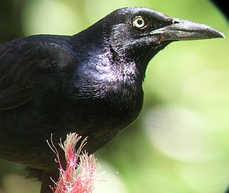 Image result for grackle costa rica