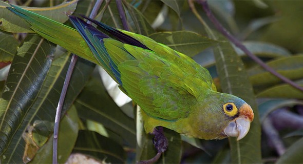 Image result for orange fronted parakeet